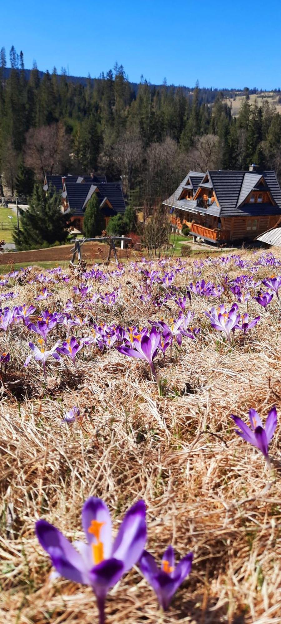Chalet Kojsowka *